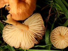 (Fairy Ring Marasmius) underside