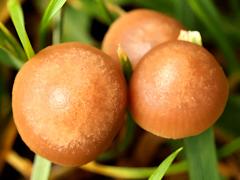 (Mower's Mushroom) two upperside