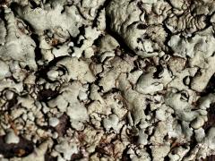 (Xanthoparm Rock Shield Lichen) on rocks