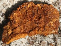 (Mustard Yellow Polypore) underside