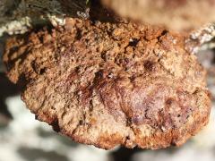 (Mustard Yellow Polypore) upperside
