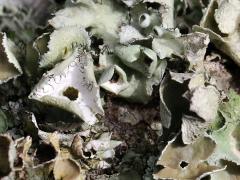 (Perforated Ruffle Lichen) on log