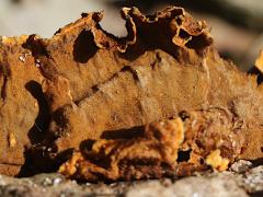 (Crowded Parchment) underside