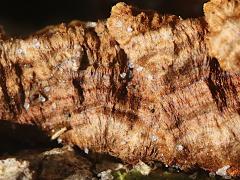 (Crowded Parchment) upperside