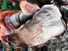 (False Turkeytail) underside