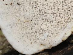 (Latte Bracket) bottomside