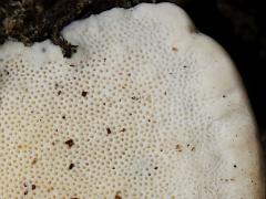 (Latte Bracket) underside