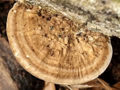 (Latte Bracket) upperside