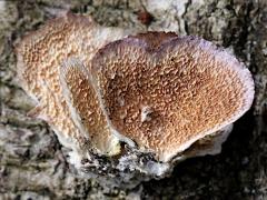 (Violet-toothed Polypore) underside