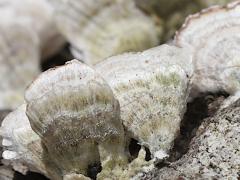 (Violet-toothed Polypore) upperside