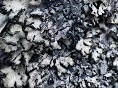 (Parmelioideae Shield Lichen) on rocks