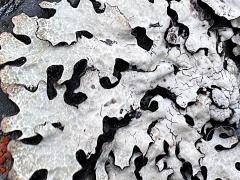 (Parmelioideae Shield Lichen) thallus