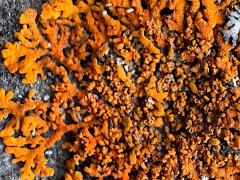 (Rusavskia Sunburst Lichen) on rocks