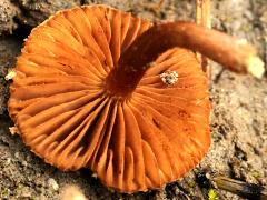 (Torn Fibrecap) underside