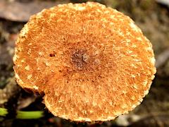 (Torn Fibrecap) upperside