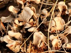 (Peltigera Pelt Lichen) colony