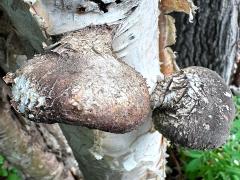 (Birch Polypore) upperside on Alaska Paper Birch