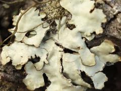 (Parmelioideae Shield Lichen) on log