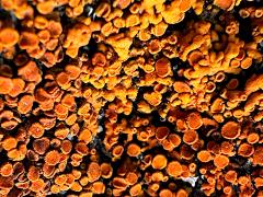 (Rusavskia Sunburst Lichen) on rocks
