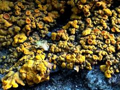(Sugared Sunburst Lichen) on rocks