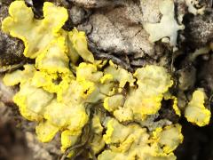 (Vulpicida Sunshine Lichen) on log