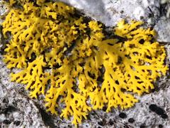 (Candleflame Lichen) on Red Maple