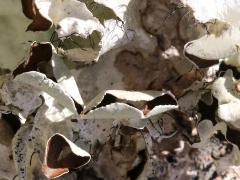 (Perforated Ruffle Lichen) on log