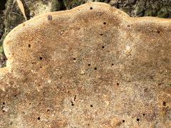 (Latte Bracket) underside