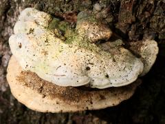 (Latte Bracket) upperside