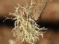 (Ramalina Bushy Lichen) on Rhododendron