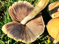 (Pale Brittlestem) underside