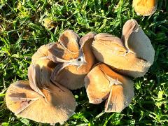 (Pale Brittlestem) upperside