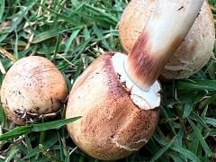 (Green-spored Parasol) bottomside