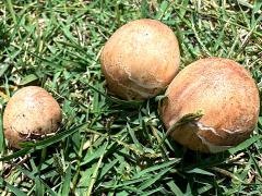 (Green-spored Parasol) topside