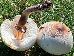 (Green-spored Parasol) underside