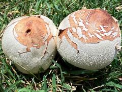(Green-spored Parasol) upperside