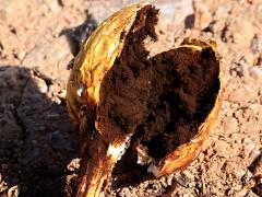 (Inyo Shaggymane) gleba