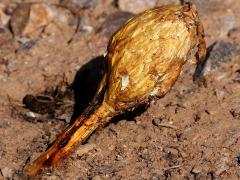 (Inyo Shaggymane) lateral