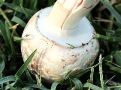 (Green-spored Parasol) bottomside