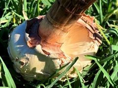 (Green-spored Parasol) underside