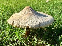 (Green-spored Parasol) lateral