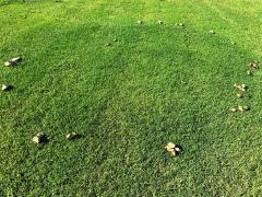 (Green-spored Parasol) fairy ring