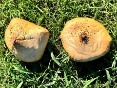 (Green-spored Parasol) upperside