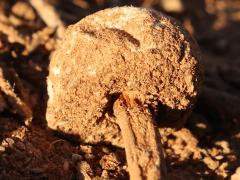 (Battarreaceae Stiltball) underside