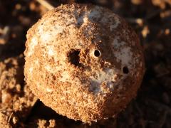 (Battarreaceae Stiltball) upperside