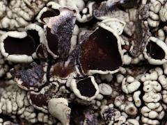 (Xanthoparm Rock Shield Lichen) on rocks