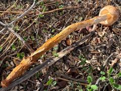 (Sandy Stilt-Puffball) lateral