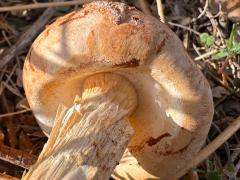(Sandy Stilt-Puffball) underside
