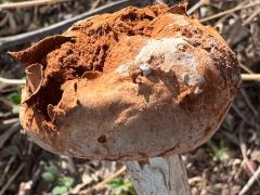 (Sandy Stilt-Puffball) upperside