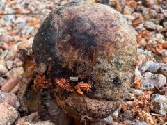 (Pisolithus Dyeball) lateral